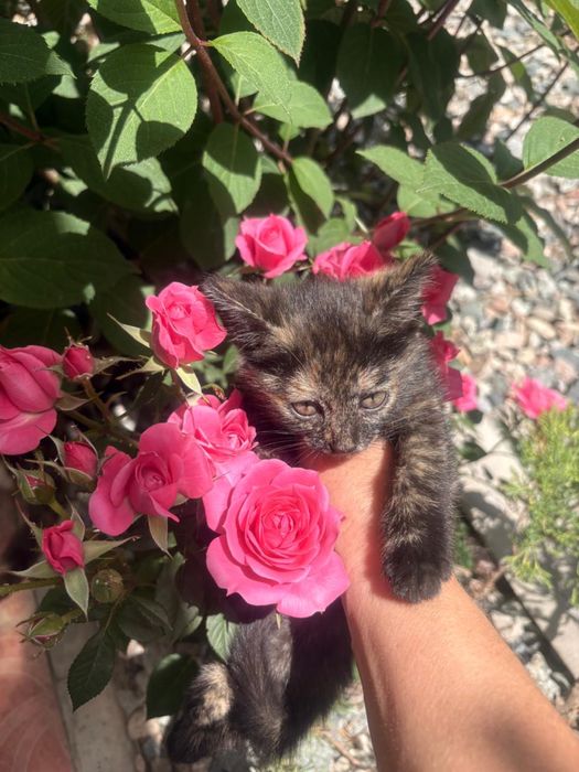 Отдам милых котят