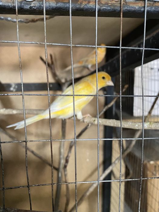 Продам канареек срочно