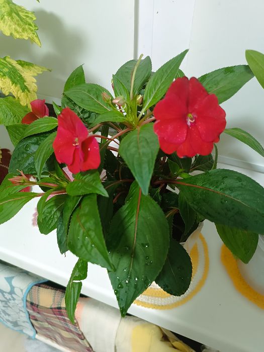 Продам сортовой бальзамин Impatiens.