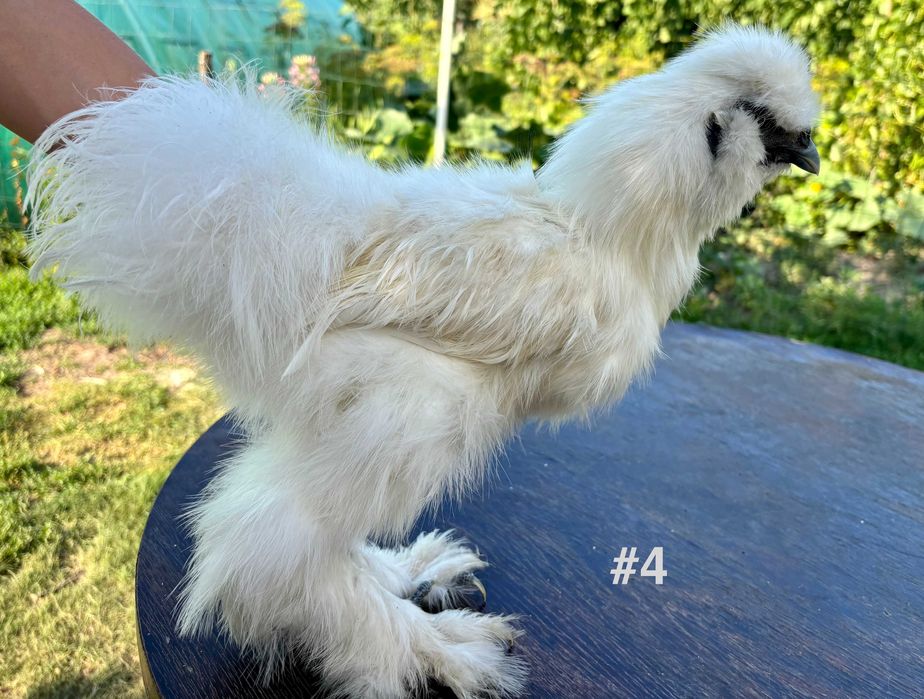 Cocosi tineri Matase Japoneza din Aprilie