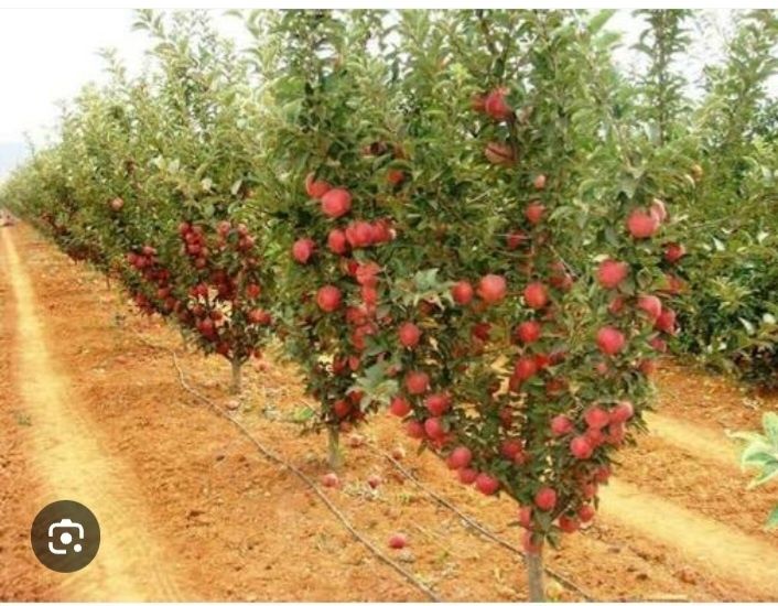 Услуги. Богбонлик ишларини киламиз. Садовник, Дворник, Уборка территор