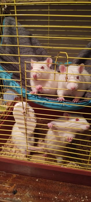 Продам крысят Альбиносов.