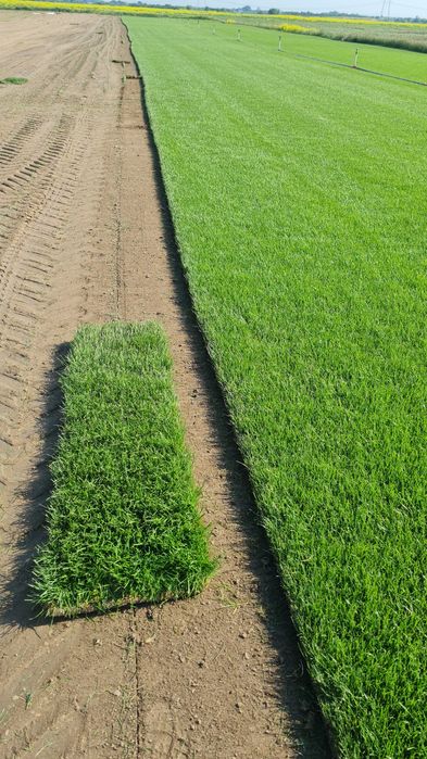 Gazon rulou premium și sisteme automatizate