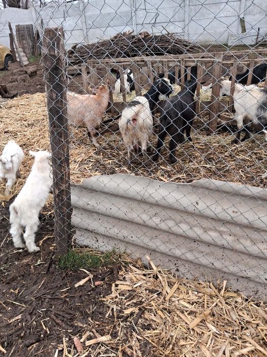 20 Capre de vânzare /jumătate fătate