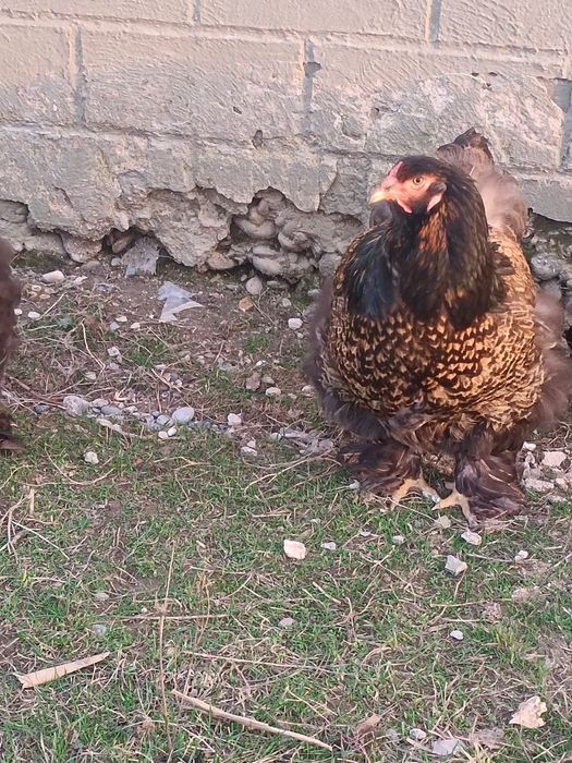 Продается брама куриса и петух