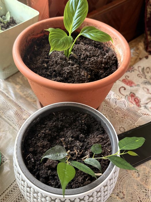 Продам комнатные цветы