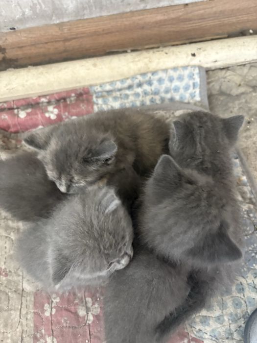 Отдам котят в добрые руки.