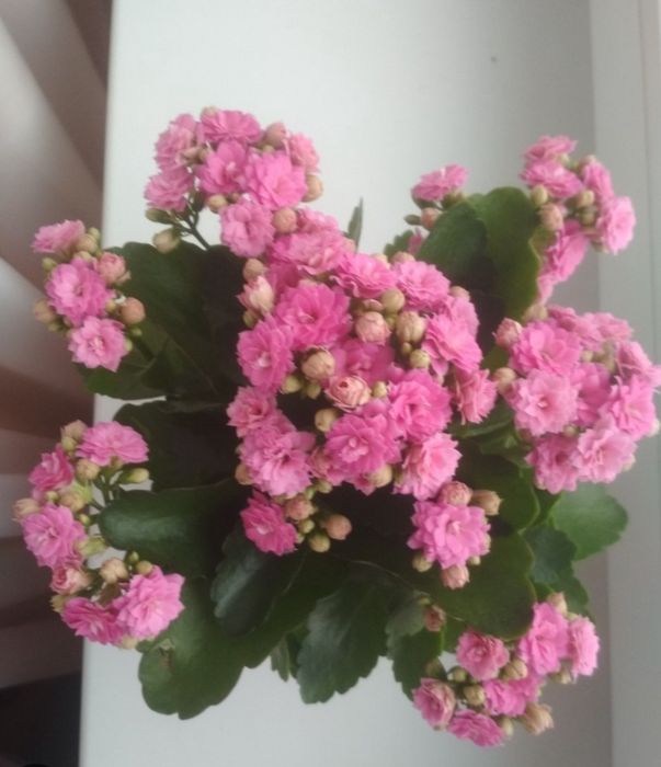 Продам черенки гибискус, каланхое, пеперомия.