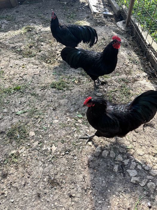 Cocosi Australorp