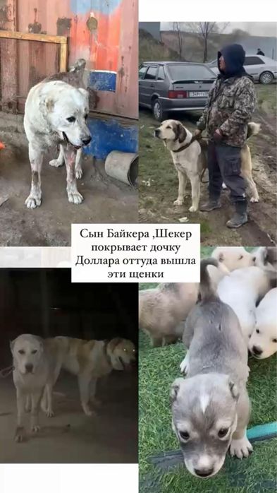 кушык сатылады ургашы