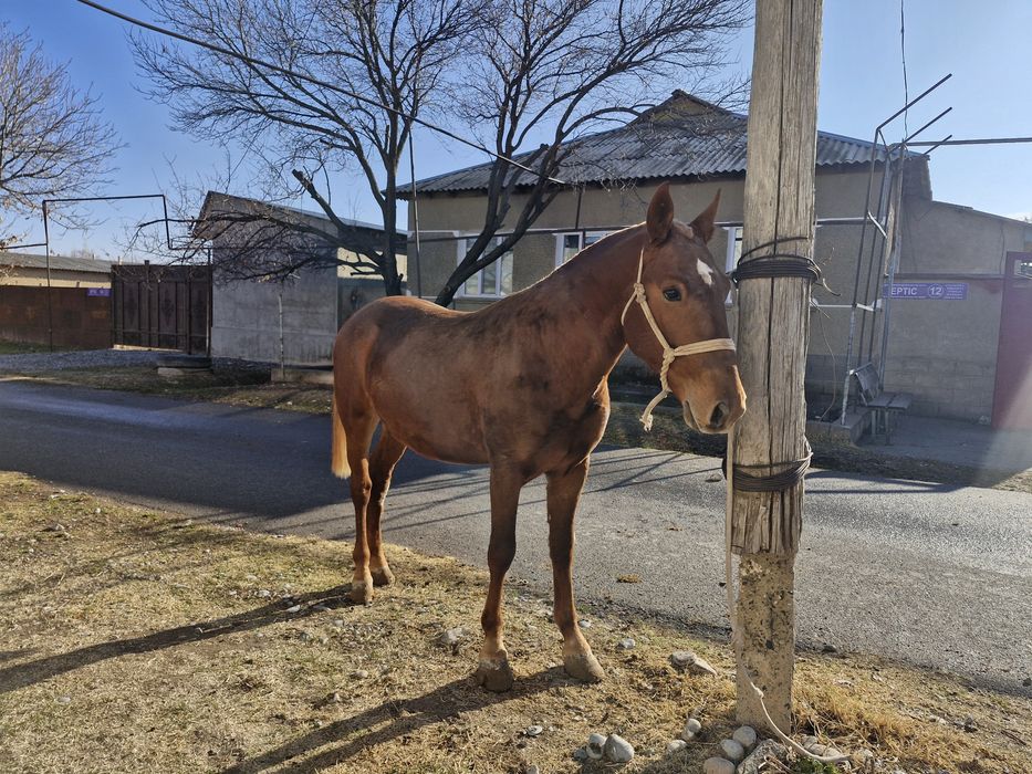 Құнан 3 жасар сатылады