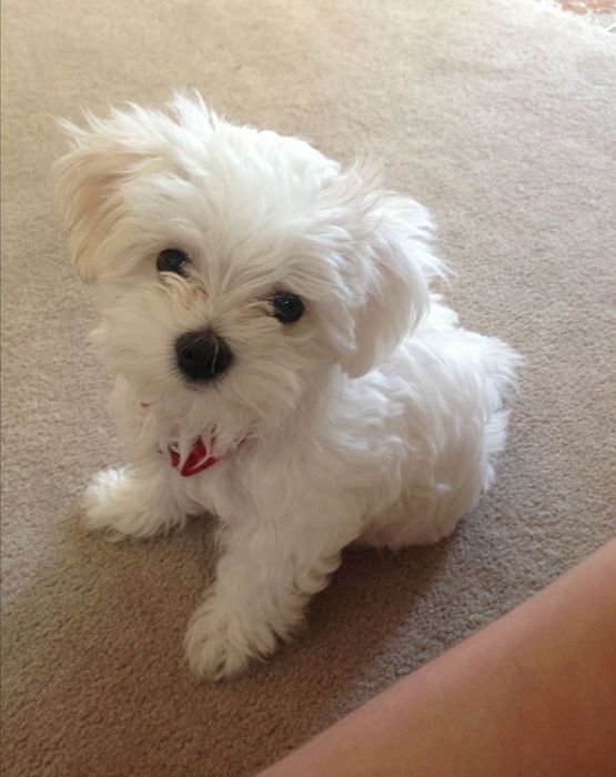 Bichon maltez 600 lei