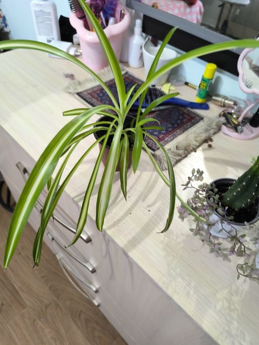 Традесканция  кактусы суккуленты