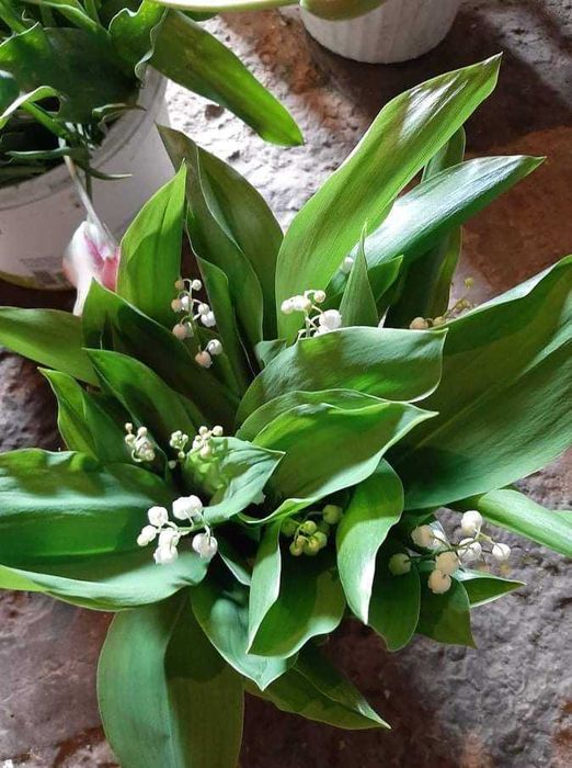 Български многогодишни цветя, 1лв брой