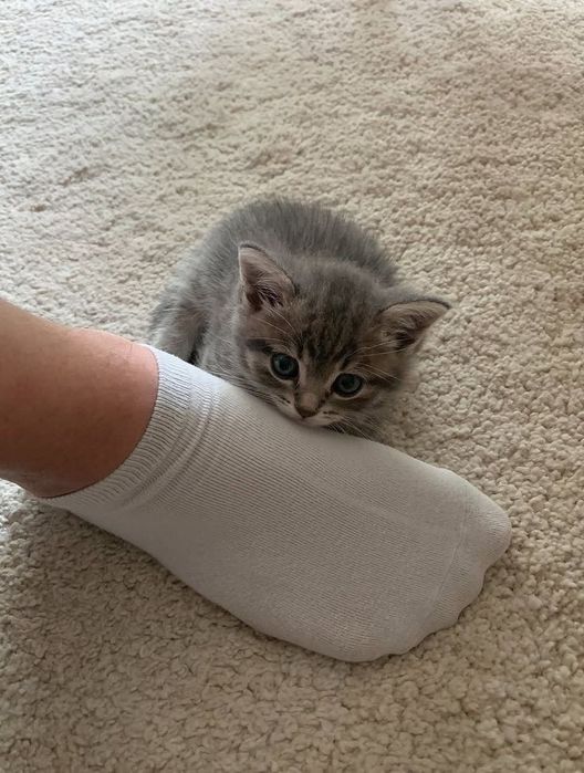 Котенок шотландский