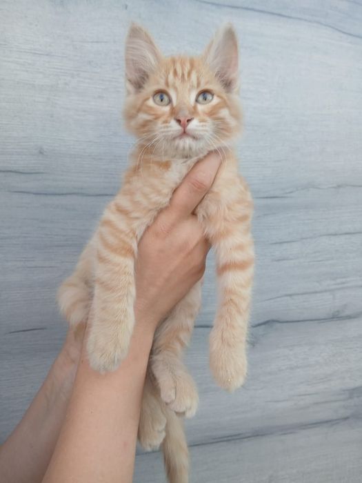 Отдам    котенка