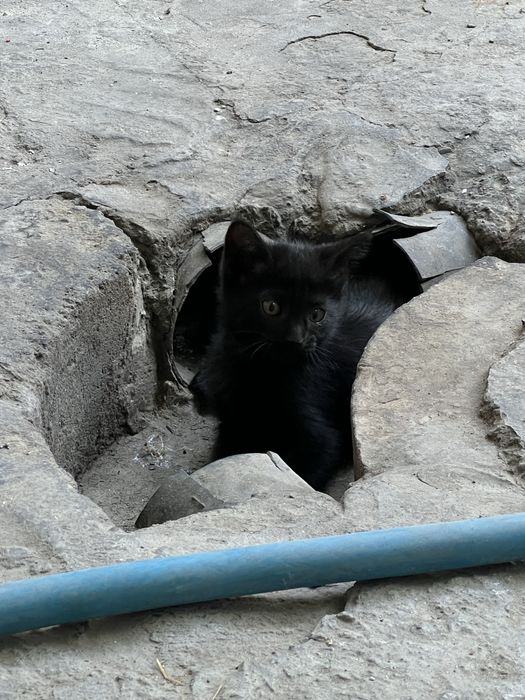 Маленькие пантеры ищут свою семью