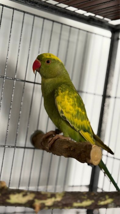 Vand papagal micul alexander