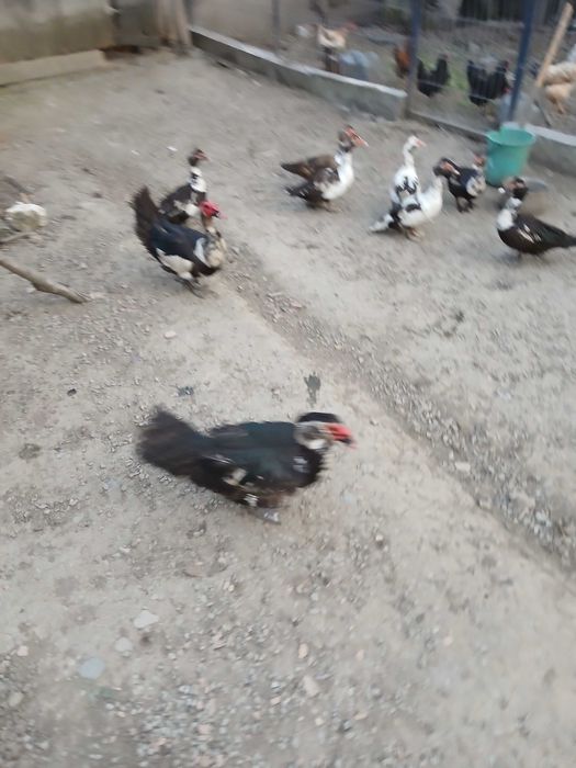 Vând rațe mute ( lelești)