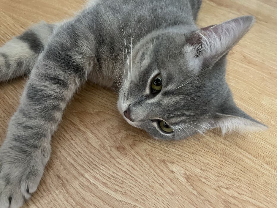 Отдам котика в хорошие руки