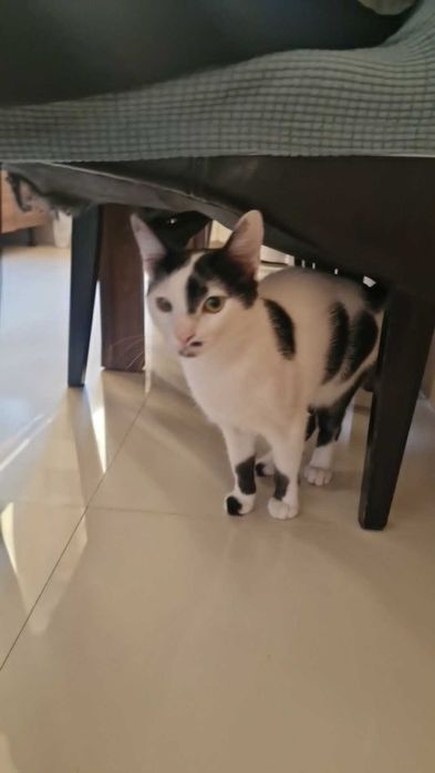 Oreo-motanel spre adoptie Vulcan,Hunedoara