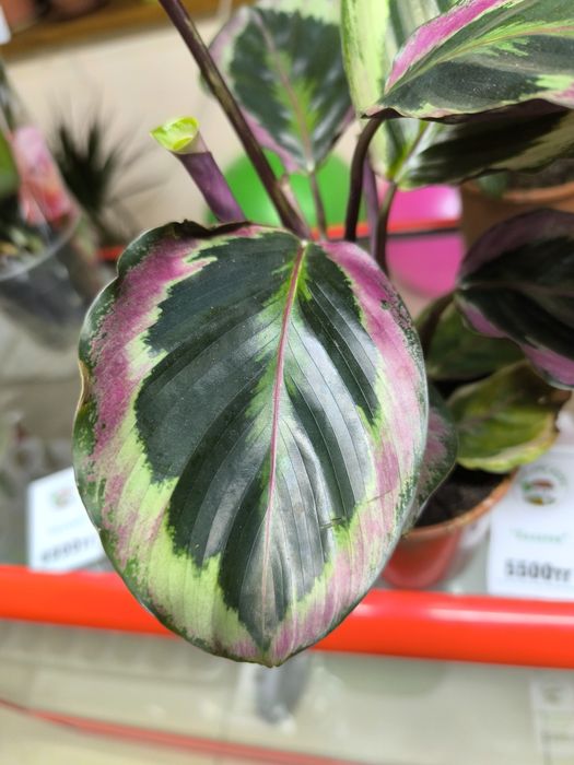 Комнатное растения "Калатея"