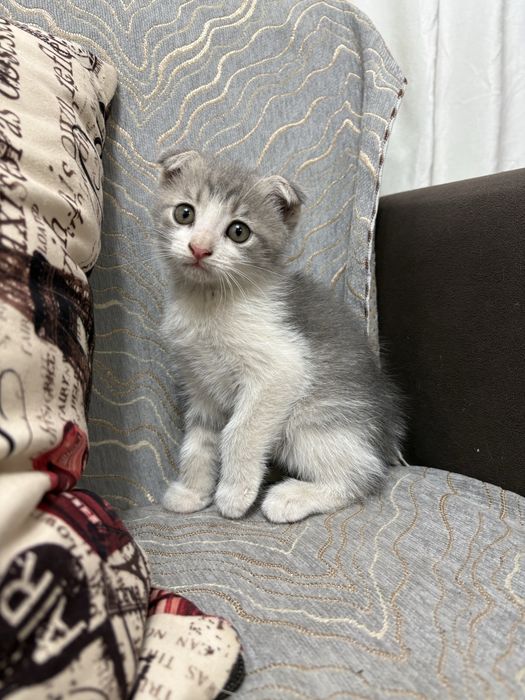 Отдам котят в добрые руки