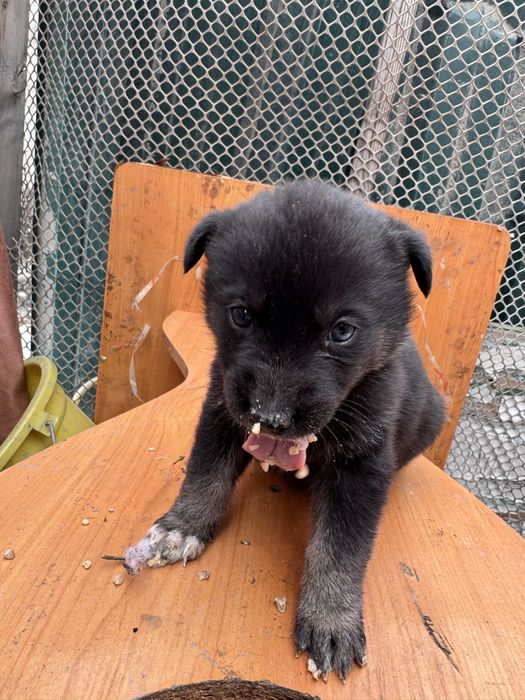 Отдадим щенят бесплатно