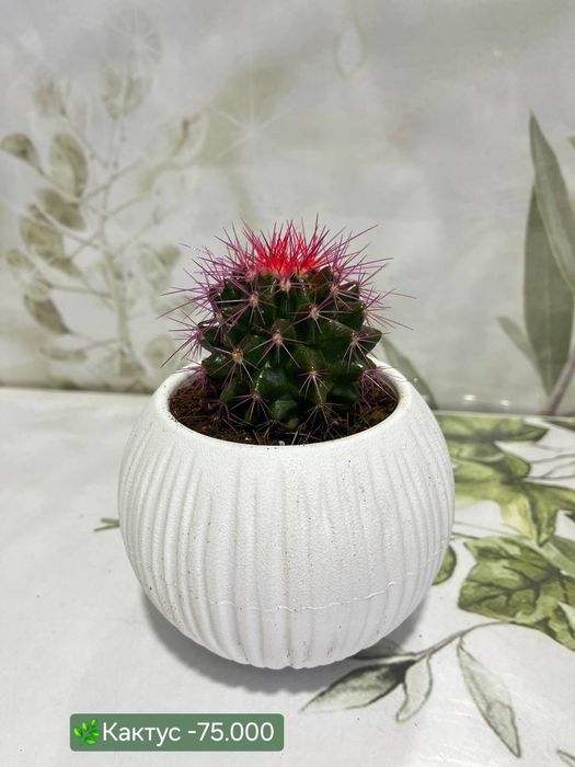 Фитонии и кактусы