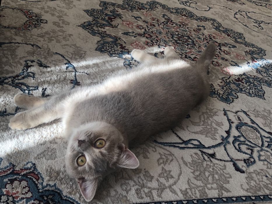 Scottish straight/qiz bola