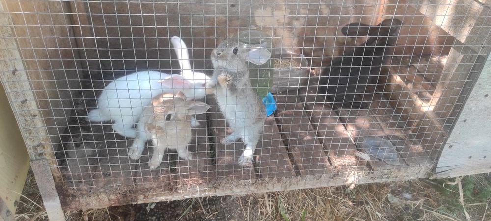 Продам кроликов от месяца до 1.5 года