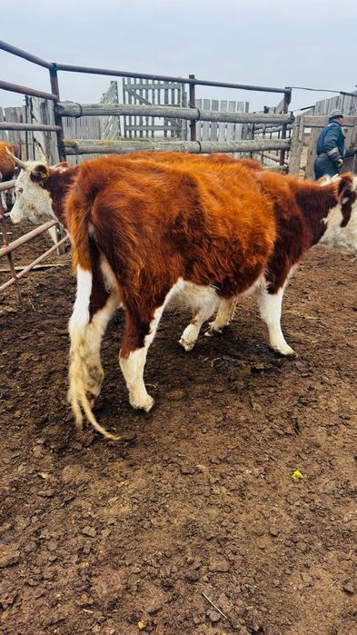 Соғымға сатылады