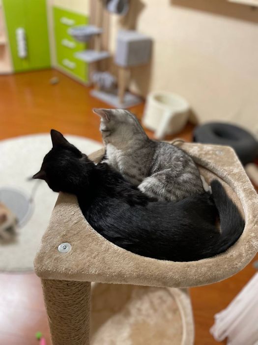 Отдам котят в хорошие руки