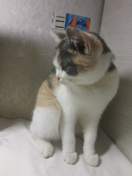 Кот и кошка в добрые руки