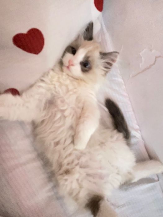 Котёнок,кот,регдолл