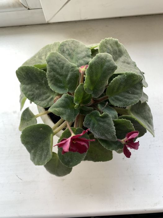 Фиалка цветок в горшке