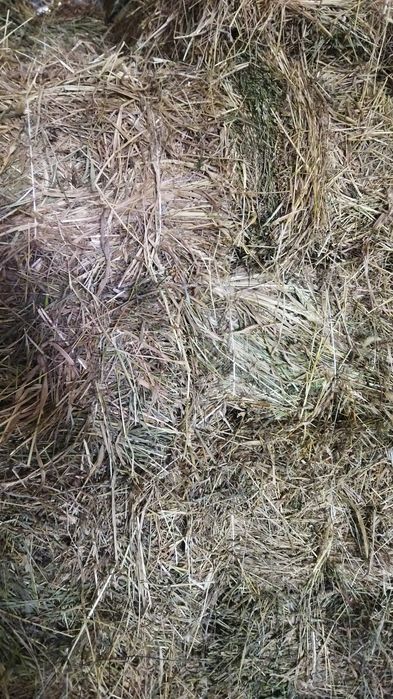 Сено в тюках с доставкой