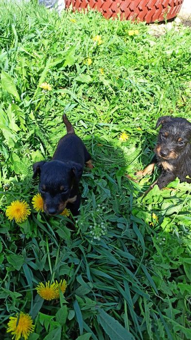 Продам щенков ягтерьера