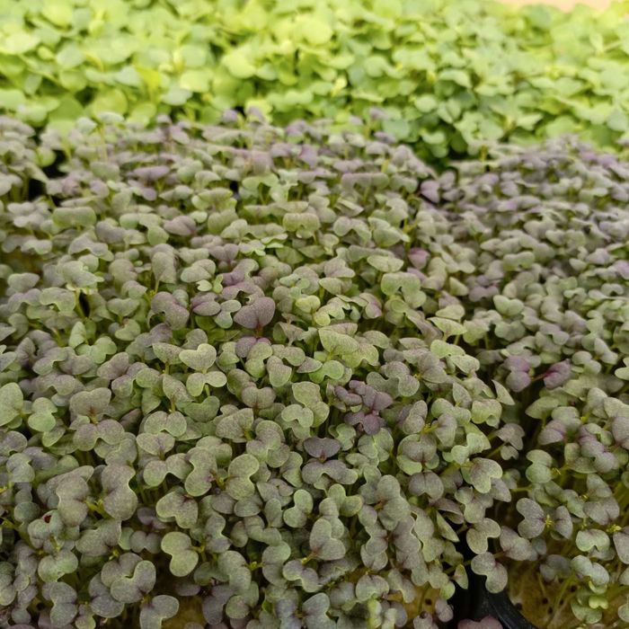 Микрозелень горох и другие