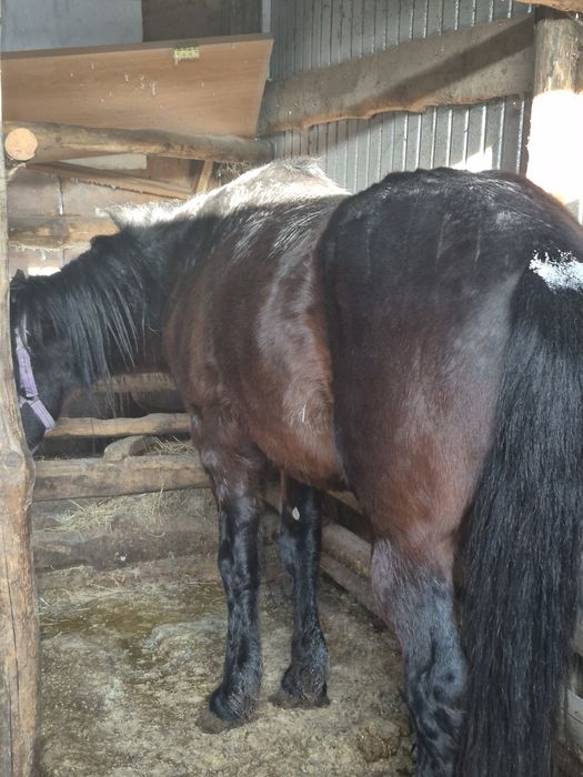Продам лошадь жирный