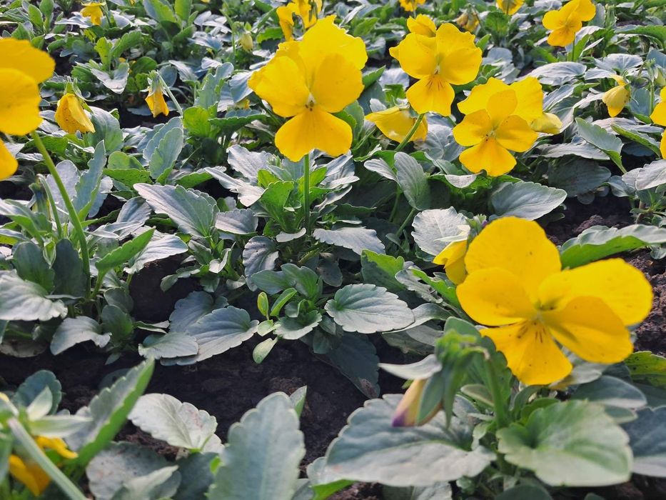 Цветни теменужки