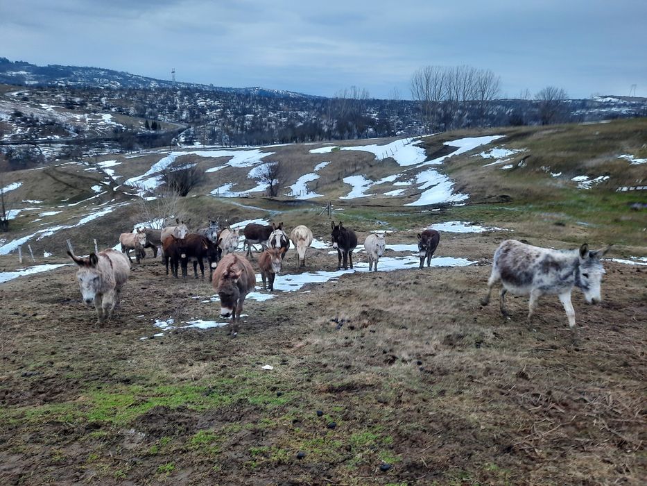 vând lapte de magarita