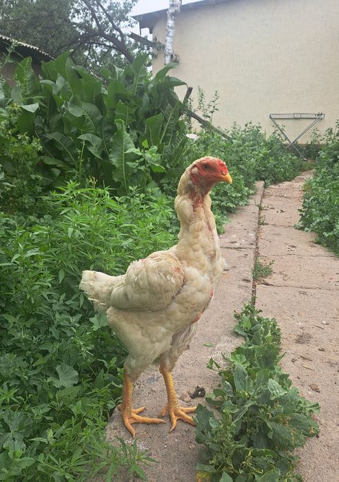 Бойцовые куры, шамо