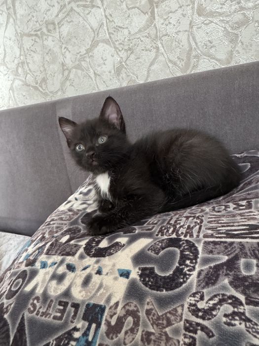 Отдам котёнка в добрые руки