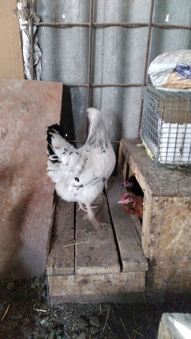 Курицы домашние молодые 5000т