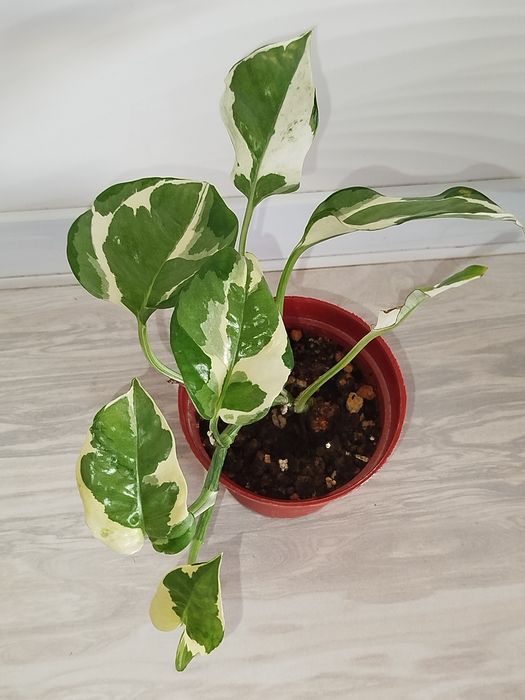 Epipremnum Enjoy