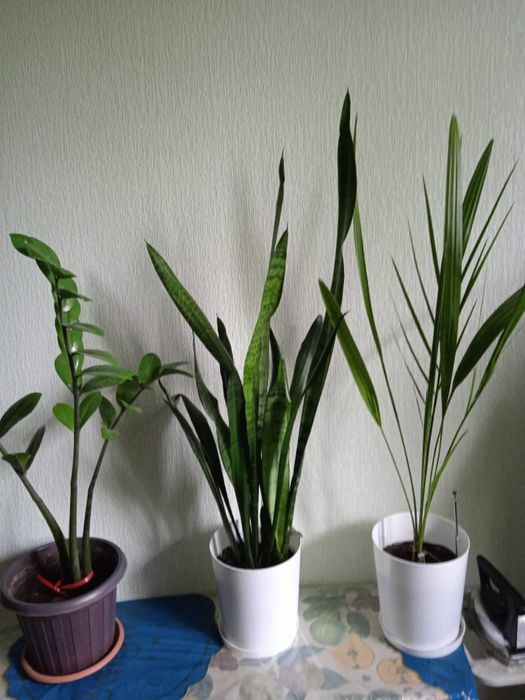 Продаются цветы