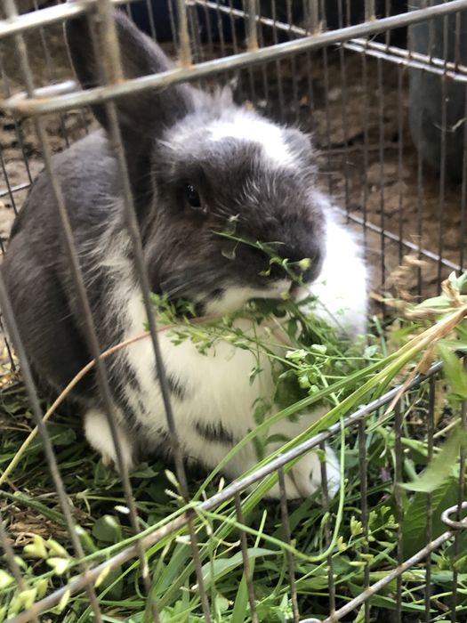 Декоративные кролики