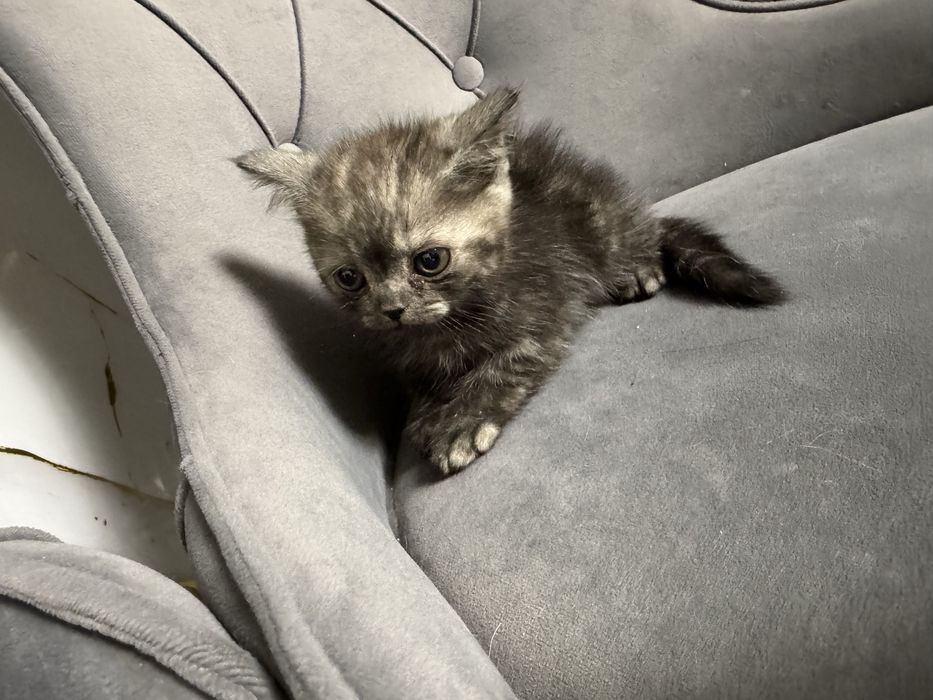 Шотландские  котята