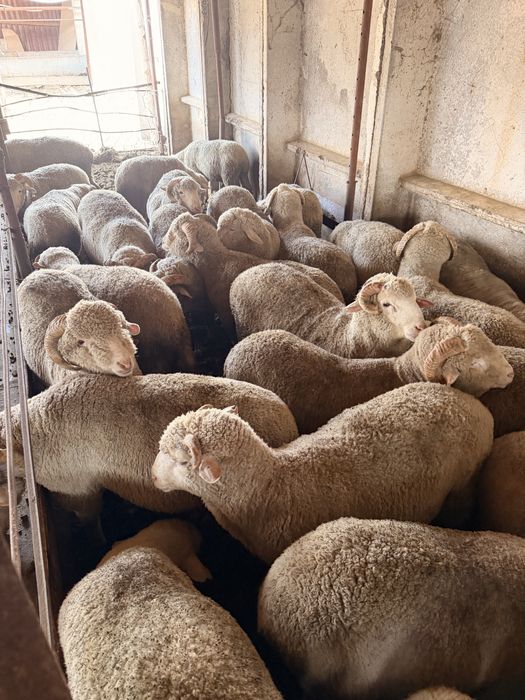 Токты читать  описание